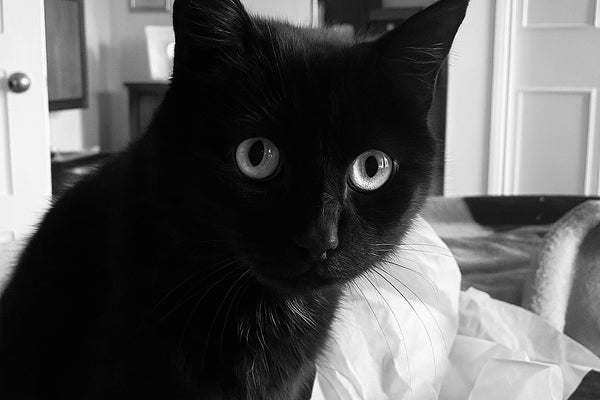 When you hire Chris to sell your home, he’ll even get your cat included in the sale. 